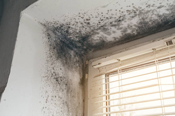 Affordable Attic Mold Removal solutions in Fort Loudon, PA