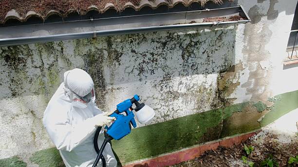 Top rated local Attic Mold Removal specialists in Fort Loudon, PA